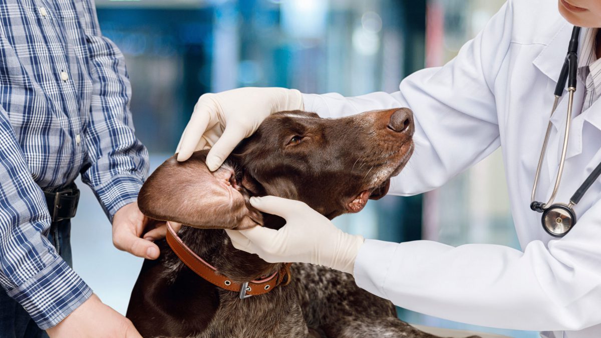 farmacia trapella castegnero vicenza veneto malattia orecchie cani